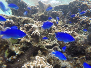 武藤潜水に投稿された画像（2020/12/9）