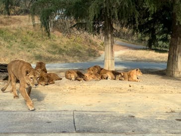 群馬サファリパークに投稿された画像（2020/12/9）