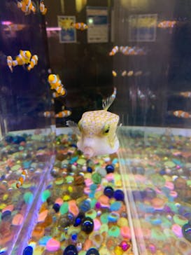 ゼロ距離水族館 伊勢シーパラダイスに投稿された画像（2020/12/9）