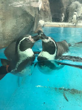 鳥羽水族館に投稿された画像（2020/12/9）