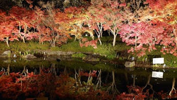 なばなの里に投稿された画像（2020/12/9）