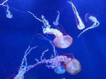 すみだ水族館に投稿された画像（2020/12/9）