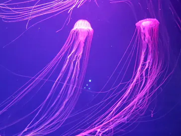 すみだ水族館に投稿された画像（2020/12/9）