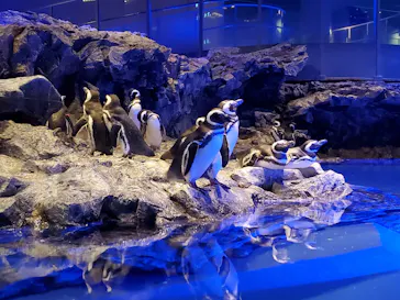 すみだ水族館に投稿された画像（2020/12/9）