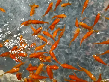 すみだ水族館に投稿された画像（2020/12/9）