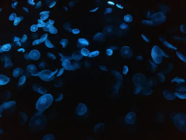 すみだ水族館に投稿された画像（2020/12/9）