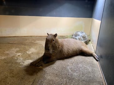 マクセル アクアパーク品川に投稿された画像（2020/12/9）