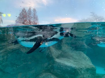 東武動物公園に投稿された画像（2020/12/9）