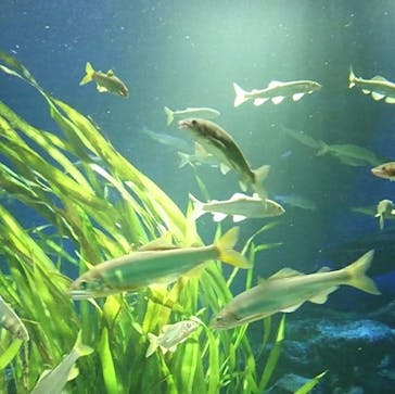 サンシャイン水族館に投稿された画像（2020/12/9）