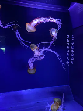 すみだ水族館に投稿された画像（2020/12/9）