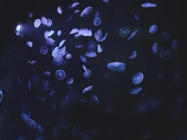 すみだ水族館に投稿された画像（2020/12/9）