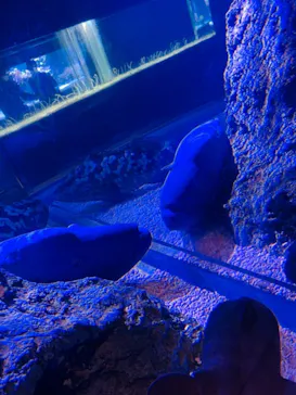 すみだ水族館に投稿された画像（2020/12/9）