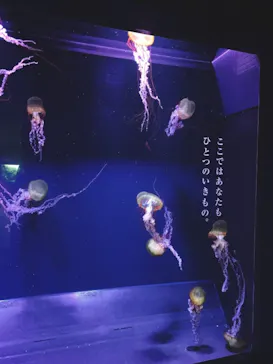 すみだ水族館に投稿された画像（2020/12/9）