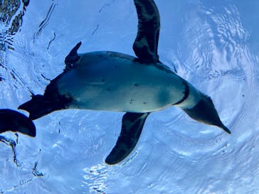 サンシャイン水族館に投稿された画像（2020/12/9）