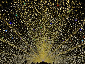 なばなの里に投稿された画像（2020/12/9）