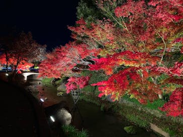 なばなの里に投稿された画像（2020/12/9）