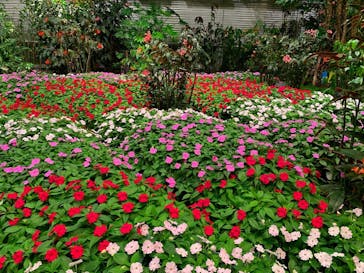 なばなの里に投稿された画像（2020/12/9）