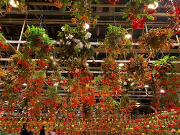 なばなの里に投稿された画像（2020/12/9）