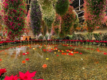 なばなの里に投稿された画像（2020/12/9）