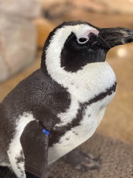 京都水族館に投稿された画像（2020/12/10）