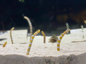 京都水族館に投稿された画像（2020/12/10）