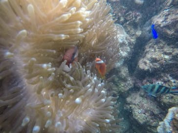 武藤潜水に投稿された画像（2020/12/10）