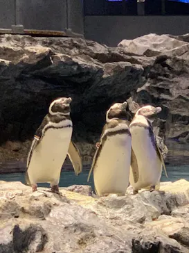 すみだ水族館に投稿された画像（2020/12/10）