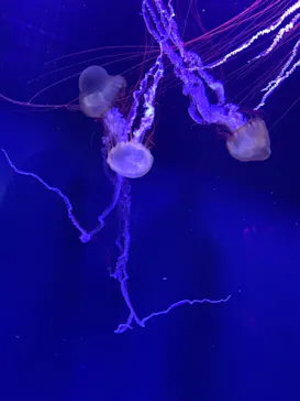 すみだ水族館に投稿された画像（2020/12/10）