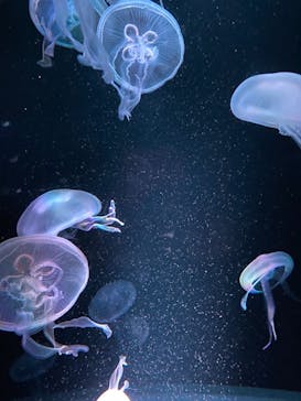 京都水族館に投稿された画像（2020/12/10）