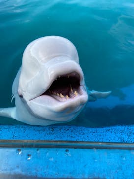 横浜・八景島シーパラダイスに投稿された画像（2020/12/10）