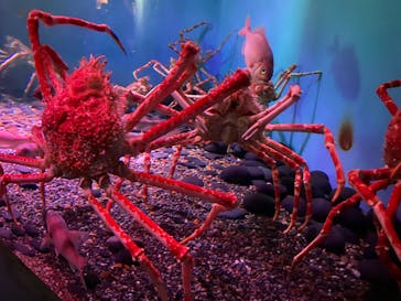 横浜・八景島シーパラダイスに投稿された画像（2020/12/10）