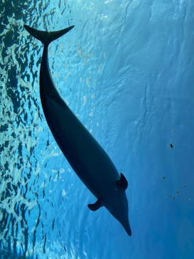 横浜・八景島シーパラダイスに投稿された画像（2020/12/10）