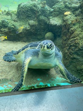 横浜・八景島シーパラダイスに投稿された画像（2020/12/10）