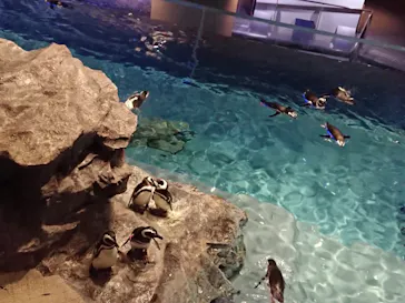 すみだ水族館に投稿された画像（2020/12/10）