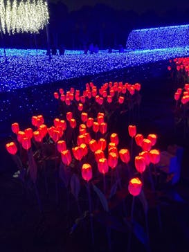 なばなの里に投稿された画像（2020/12/10）