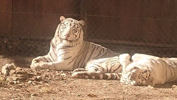 群馬サファリパークに投稿された画像（2020/12/11）