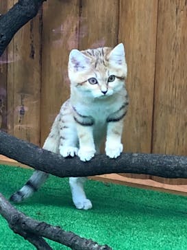 神戸どうぶつ王国に投稿された画像（2020/12/11）