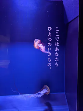 すみだ水族館に投稿された画像（2020/12/11）