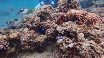 ダイビングショップ Sea Free（シーフリー）に投稿された画像（2020/12/11）