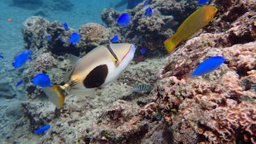 ダイビングショップ Sea Free（シーフリー）に投稿された画像（2020/12/11）