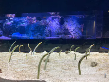 すみだ水族館に投稿された画像（2020/12/11）