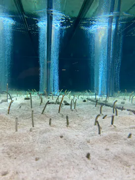 すみだ水族館に投稿された画像（2020/12/11）