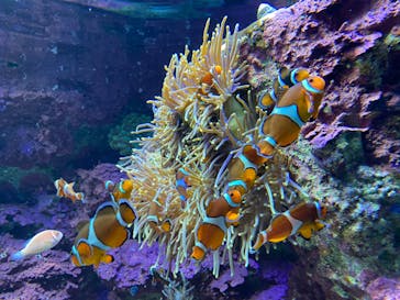 サンシャイン水族館に投稿された画像（2020/12/11）
