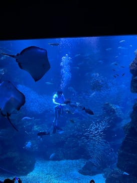 京都水族館に投稿された画像（2020/12/11）