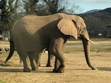 秋吉台自然動物公園 サファリランドに投稿された画像（2020/12/11）