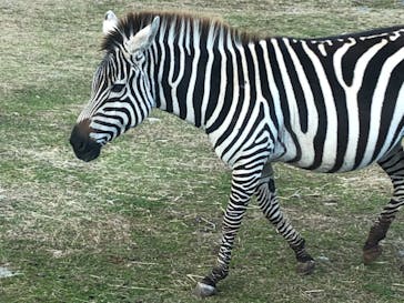 秋吉台自然動物公園 サファリランドに投稿された画像（2020/12/11）