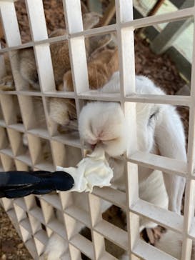 NESTA RESORT KOBE（ネスタリゾート神戸）に投稿された画像（2020/12/11）