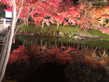 なばなの里に投稿された画像（2020/12/11）