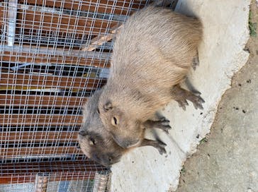 しろとり動物園に投稿された画像（2020/12/11）