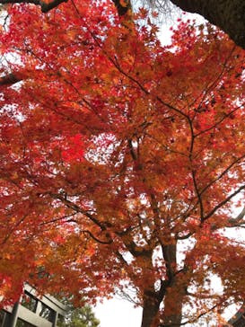 伊豆パノラマパークに投稿された画像（2020/12/11）